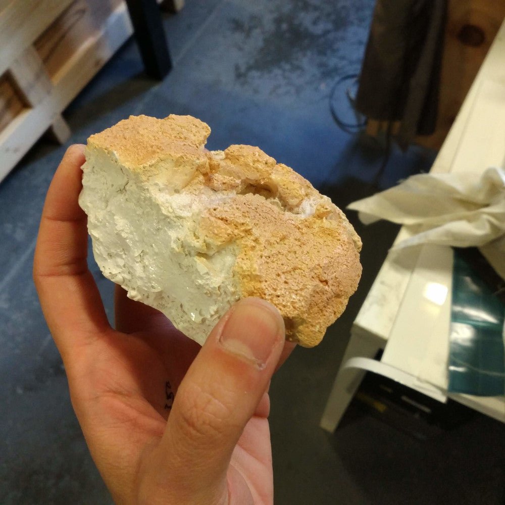 Pavlova display model | Museum Boola Bardip